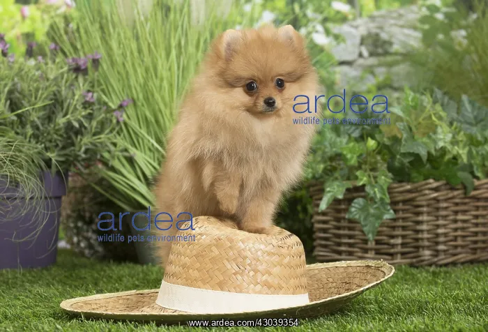 : Dwarf German Spitz Dog puppy with straw hat : Dwarf German Spitz Dog puppy with straw hat