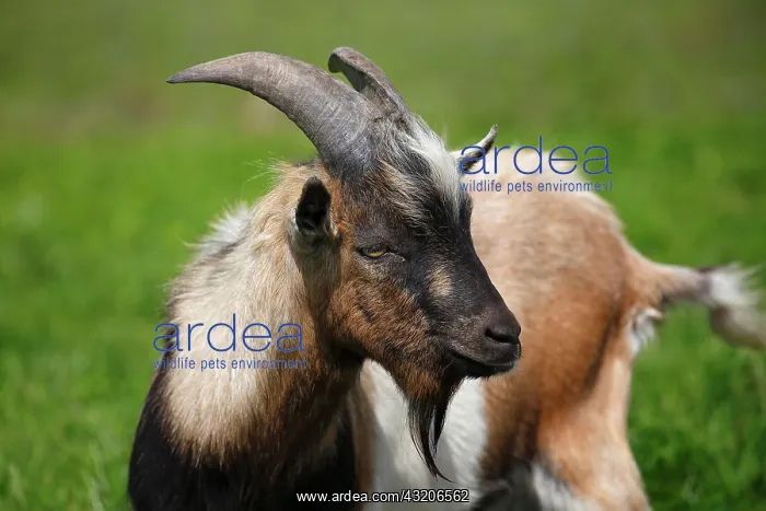 : Dwarf goat, Schleswig-Holstein, Germany, Europe : Dwarf goat, Schleswig-Holstein, Germany, Europe