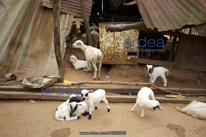 : Dwarf goats released at Ouidah in Benin : Dwarf goats released at Ouidah in Benin