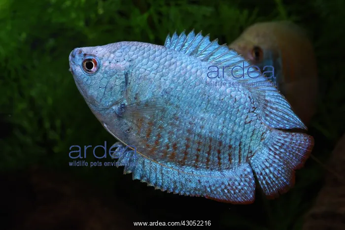 : Dwarf gourami : Dwarf gourami