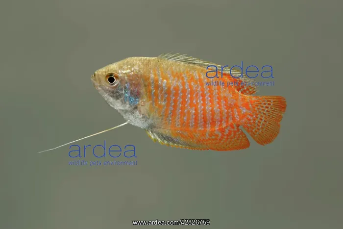 : Dwarf Gourami - side view : Dwarf Gourami - side view