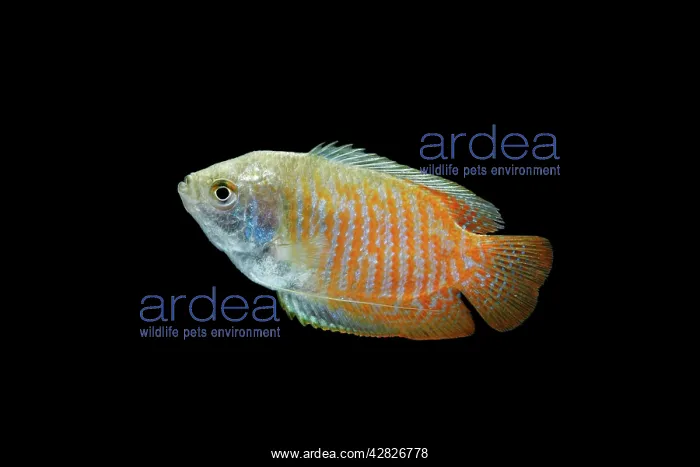: Dwarf Gourami - side view : Dwarf Gourami - side view