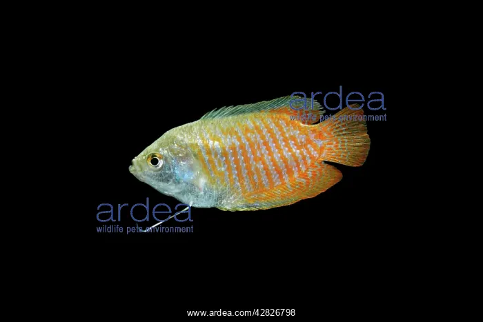 : Dwarf Gourami - side view : Dwarf Gourami - side view