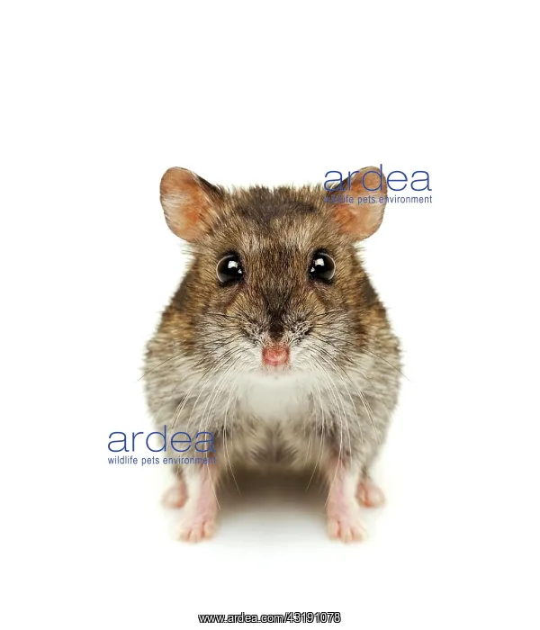 : Dwarf hamster : Dwarf hamster