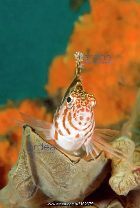 : Dwarf Hawfish : Dwarf Hawfish