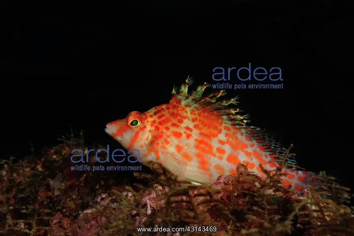 : Dwarf Hawkfish : Dwarf Hawkfish
