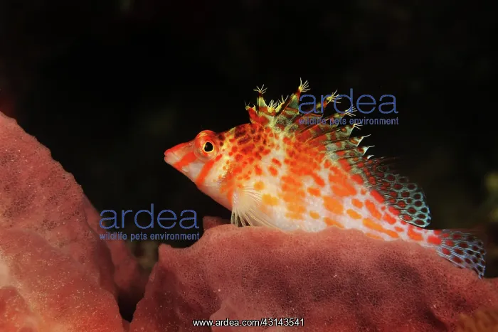 : Dwarf Hawkfish : Dwarf Hawkfish
