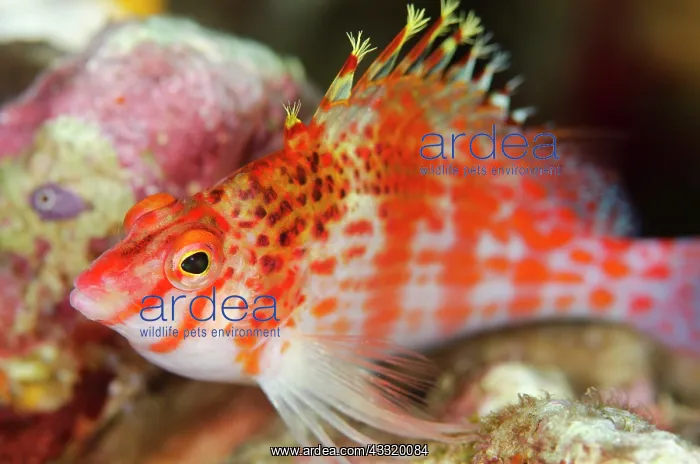 : Dwarf Hawkfish : Dwarf Hawkfish