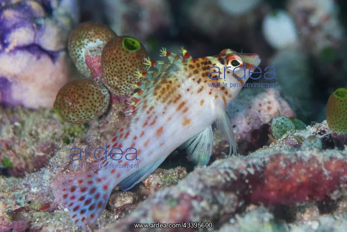 : Dwarf Hawkfish : Dwarf Hawkfish