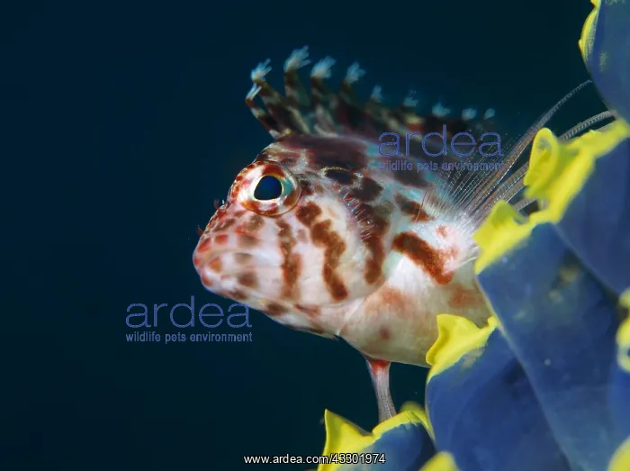 : This Dwarf hawkfish (Cirrhitichthys falco) was : This Dwarf hawkfish (Cirrhitichthys falco) was