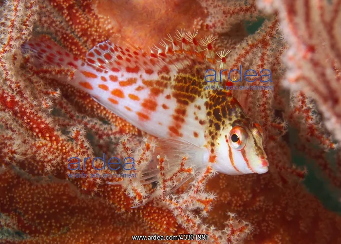 : Dwarf hawkfish (Cirrhitichthys falco) blends be : Dwarf hawkfish (Cirrhitichthys falco) blends be