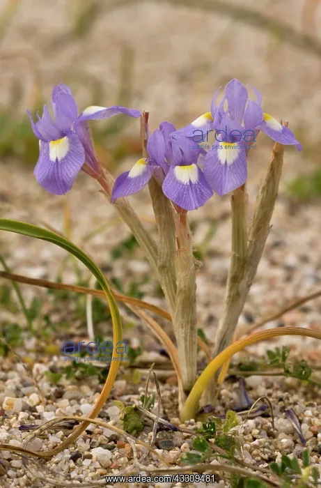 : Dwarf Iris / Barbary Nut - in flower in spring : Dwarf Iris / Barbary Nut - in flower in spring