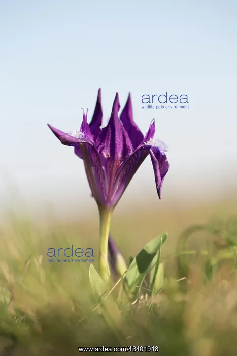  : Dwarf Iris - flowering stand of blue variety - Austria