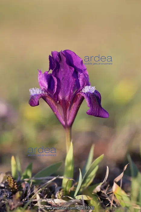 : Dwarf Iris - flowering stand of blue variety - Austria : Dwarf Iris - flowering stand of blue variety - Austria
