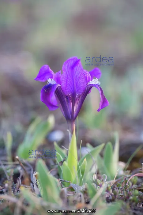  : Dwarf Iris - flowering stand of blue variety - Austria