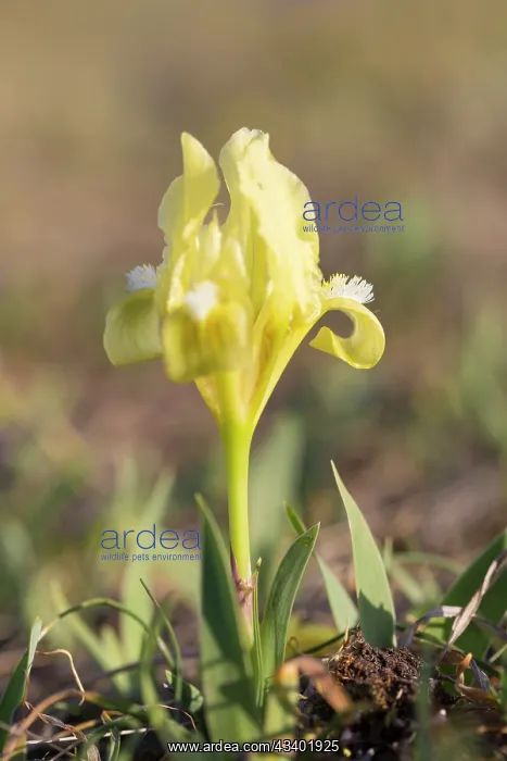 : Dwarf Iris - flowering stand of yellow variety - : Dwarf Iris - flowering stand of yellow variety -