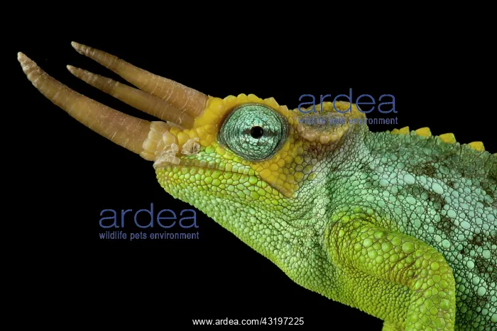 : Dwarf Jacksons chameleon (Trioceros jacksonii merumontanus) : Dwarf Jacksons chameleon (Trioceros jacksonii merumontanus)