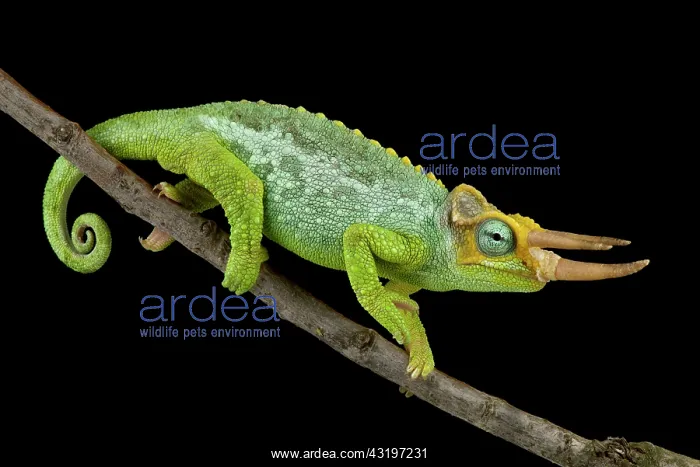 : Dwarf Jacksons chameleon (Trioceros jacksonii merumontanus) : Dwarf Jacksons chameleon (Trioceros jacksonii merumontanus)