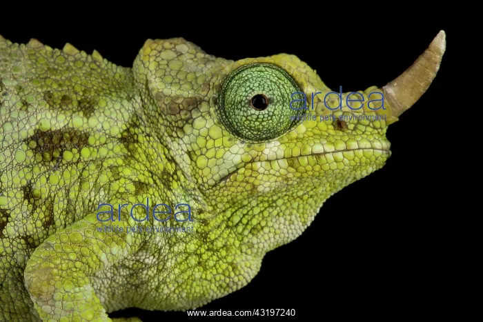 : Dwarf Jacksons chameleon (Trioceros jacksonii merumontanus) : Dwarf Jacksons chameleon (Trioceros jacksonii merumontanus)