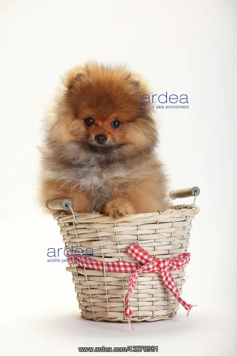 : Dwarf Lace, puppy, 4 months, sitting in basket : Dwarf Lace, puppy, 4 months, sitting in basket