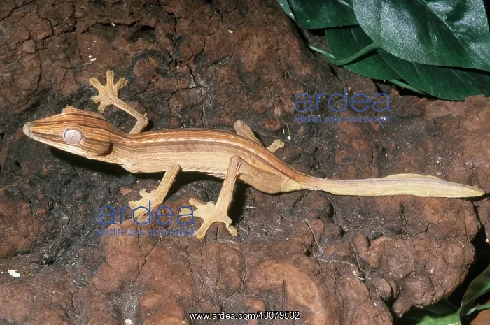 : Dwarf Leaf-Tailed Gecko : Dwarf Leaf-Tailed Gecko