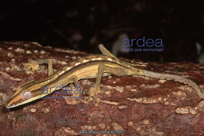 : Dwarf Leaf-Tailed Gecko : Dwarf Leaf-Tailed Gecko