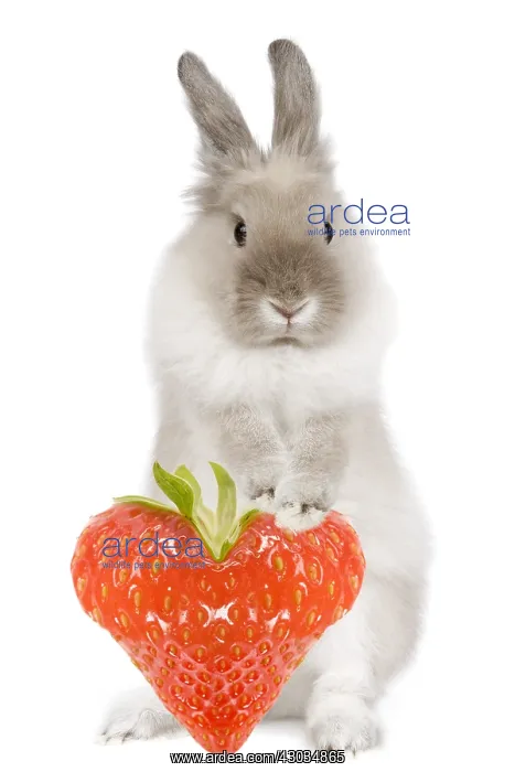 : Dwarf Lion-head Rabbit - on hind legs holding : Dwarf Lion-head Rabbit - on hind legs holding