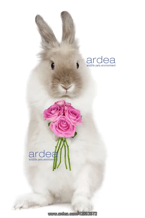 : Dwarf Lion-head Rabbit - on hind legs holding flowers : Dwarf Lion-head Rabbit - on hind legs holding flowers