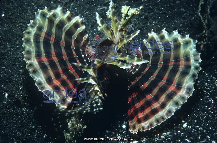 : Dwarf lionfish : Dwarf lionfish