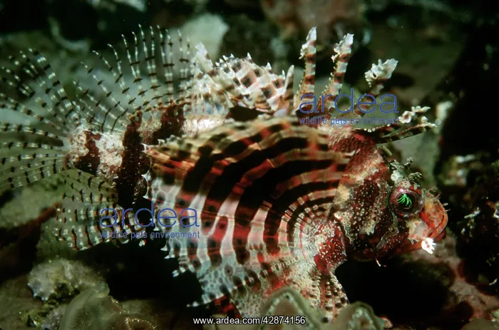 : Dwarf Lionfish : Dwarf Lionfish