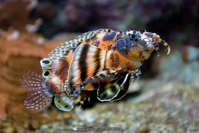 : Dwarf lionfish : Dwarf lionfish