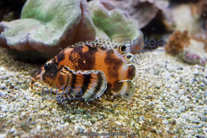 : Dwarf lionfish : Dwarf lionfish