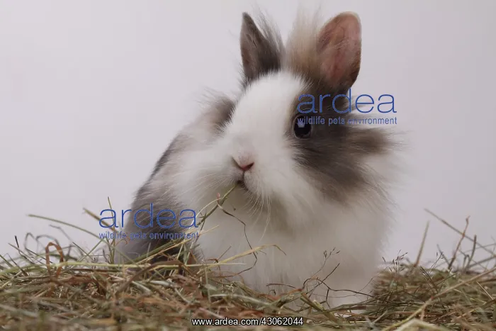 : Dwarf on a litter : Dwarf on a litter