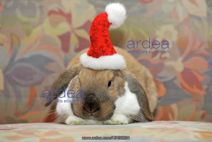 : Dwarf lop bunny or rabbit (Oryctolagus cuniculus) : Dwarf lop bunny or rabbit (Oryctolagus cuniculus)