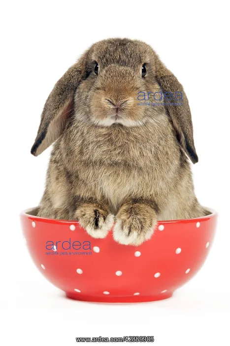  : Dwarf Lop-Eared Rabbit