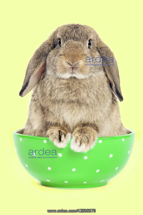  : Dwarf Lop-Eared Rabbit - sitting in bowl