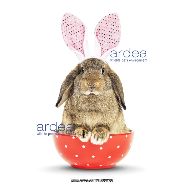  : Dwarf Lop-Eared Rabbit - sitting in bowl