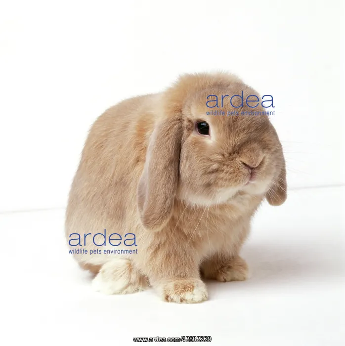  : Dwarf Lop (Fancy) Rabbit - fawn