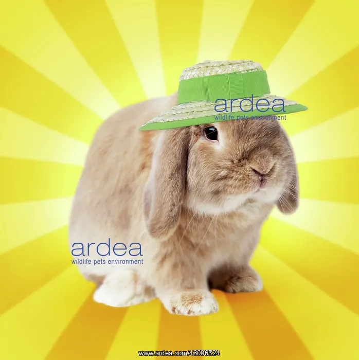 : Dwarf Lop (Fancy) Rabbit Fawn : Dwarf Lop (Fancy) Rabbit Fawn