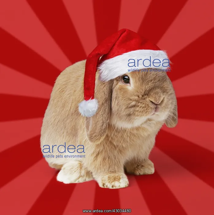 : Dwarf Lop (Fancy) Rabbit, Fawn, wearing Christmas hat : Dwarf Lop (Fancy) Rabbit, Fawn, wearing Christmas hat