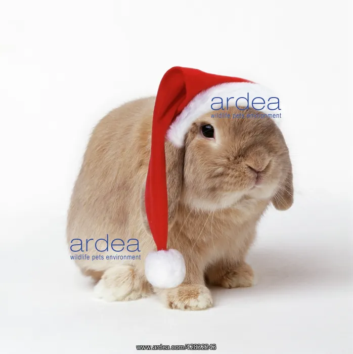  : Dwarf Lop (Fancy) Rabbit Fawn - wearing Christmas hat