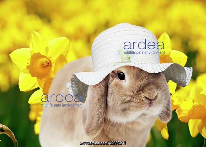 : Dwarf Lop (Fancy) Rabbit wearing Easter hat with : Dwarf Lop (Fancy) Rabbit wearing Easter hat with