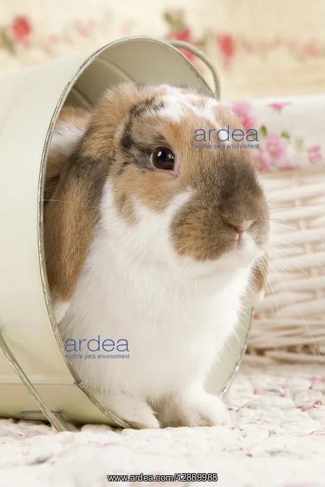 : Dwarf Lop Rabbit