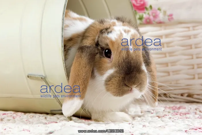 : Dwarf Lop Rabbit : Dwarf Lop Rabbit
