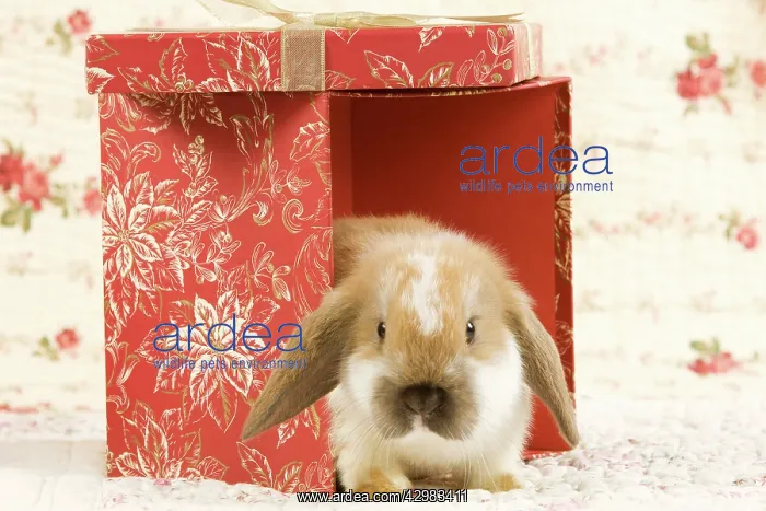 : Dwarf Lop Rabbit : Dwarf Lop Rabbit