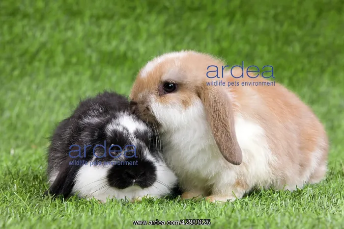  : Dwarf Lop Rabbit