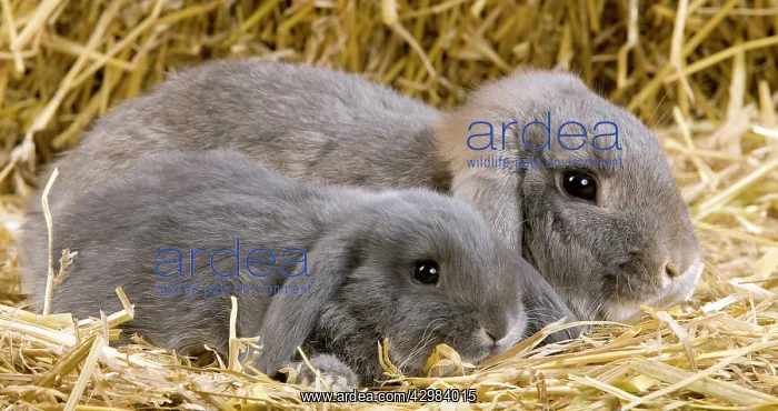 : Dwarf Lop Rabbit : Dwarf Lop Rabbit