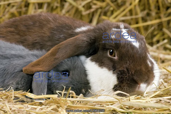 : Dwarf Lop Rabbit : Dwarf Lop Rabbit