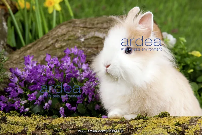  : Dwarf Lop Rabbit