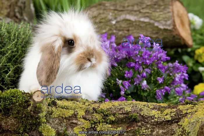  : Dwarf Lop Rabbit